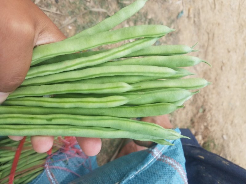 四季豆小金豆