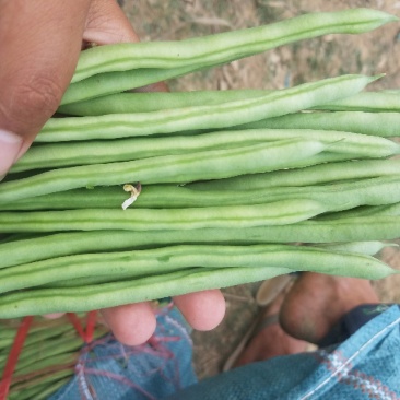 四季豆小金豆