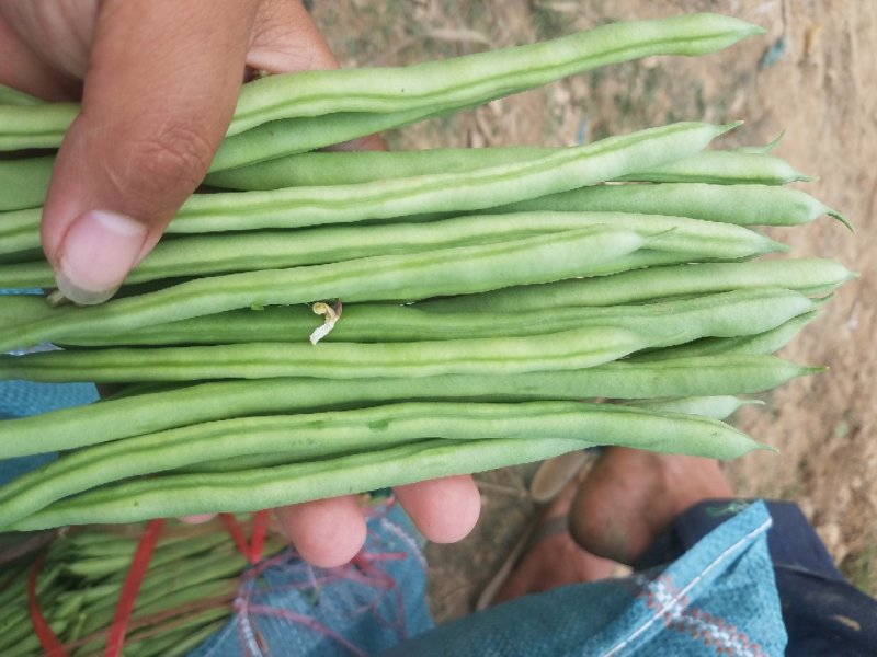 四季豆小金豆