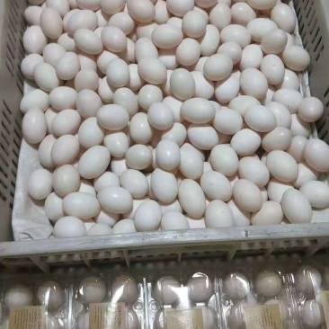 鸽子蛋