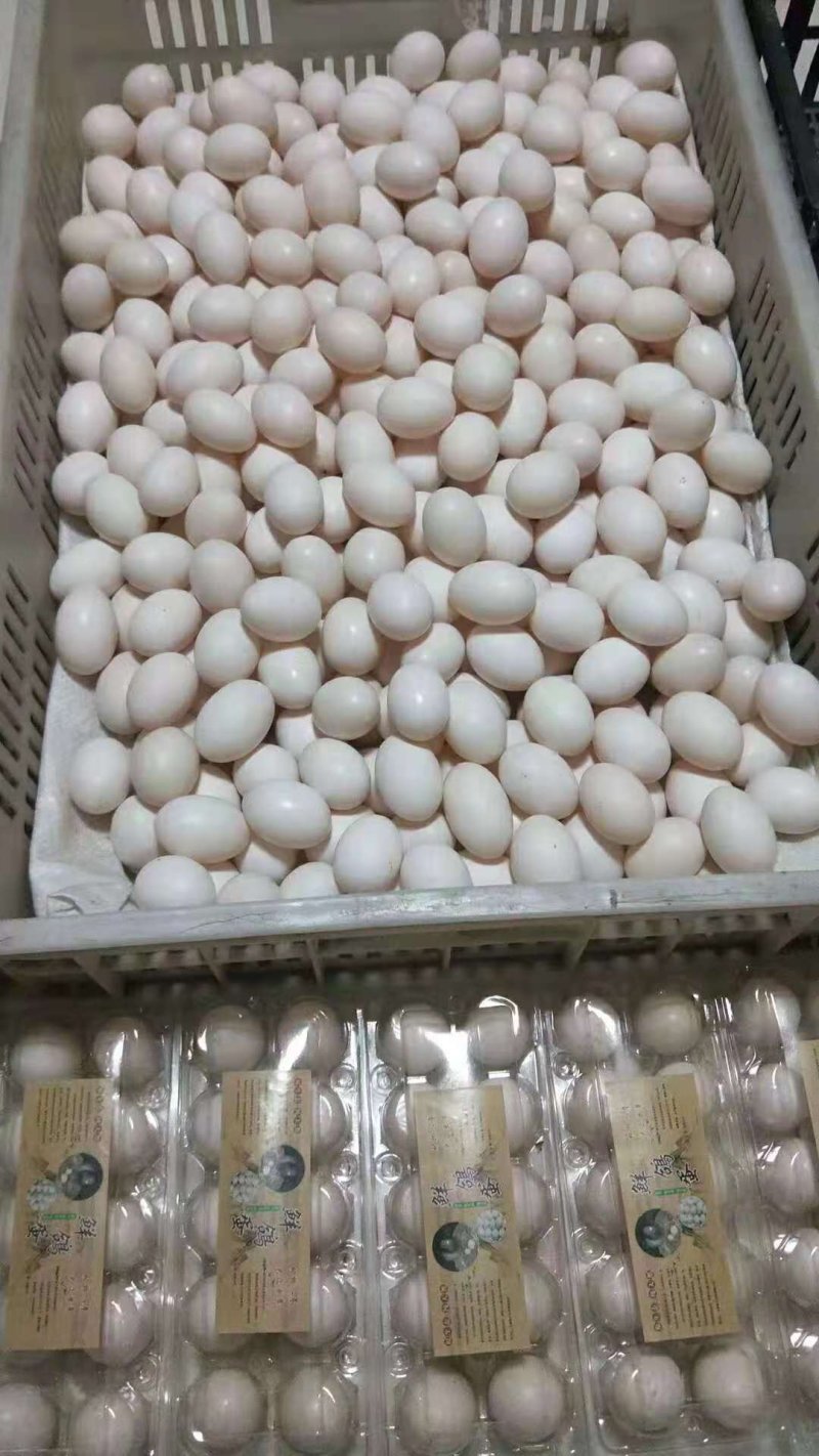 鸽子蛋