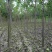 8公分梓树土球