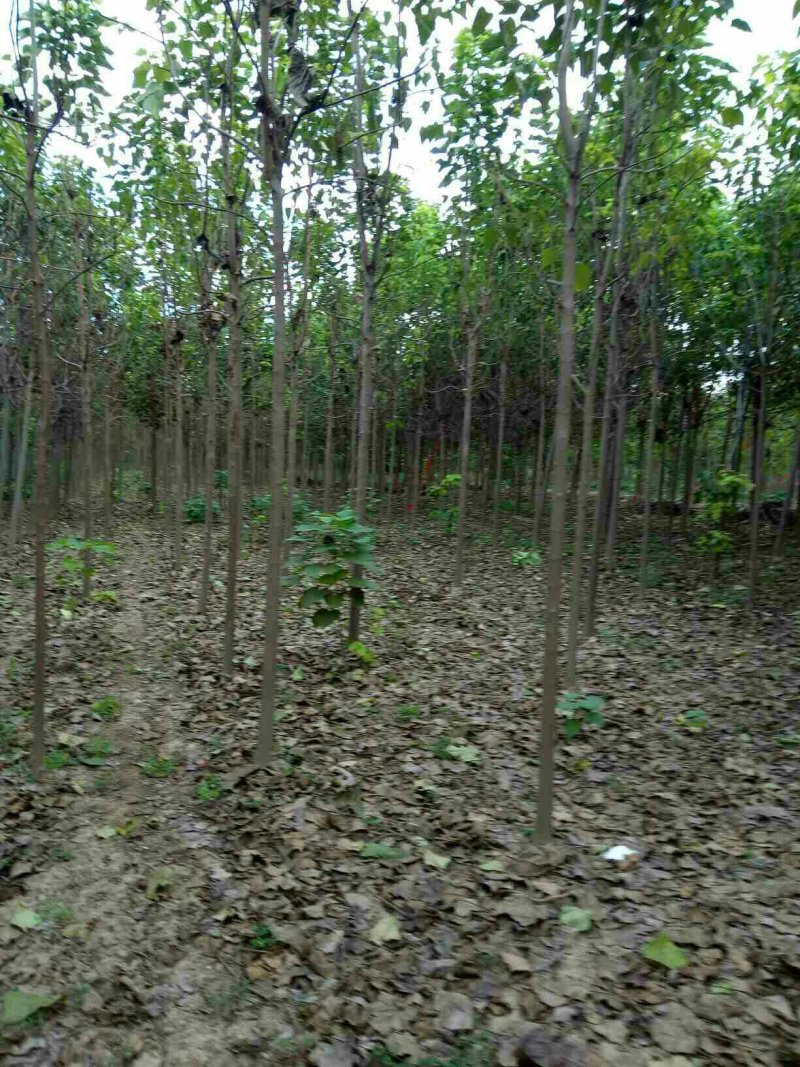 8公分梓树土球