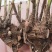 白芍芽