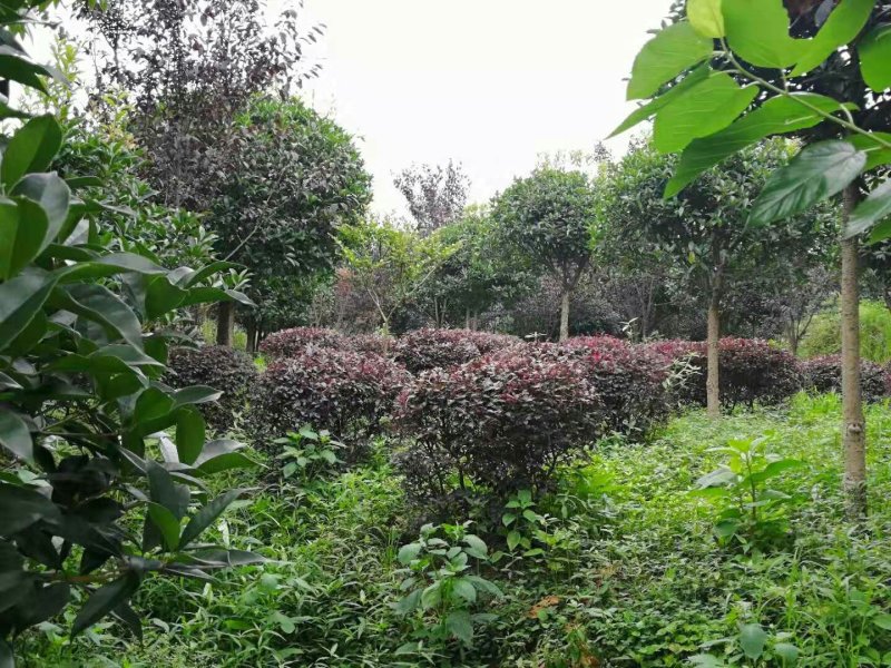 重庆市涪陵区天睿生态农场诚邀投资人
