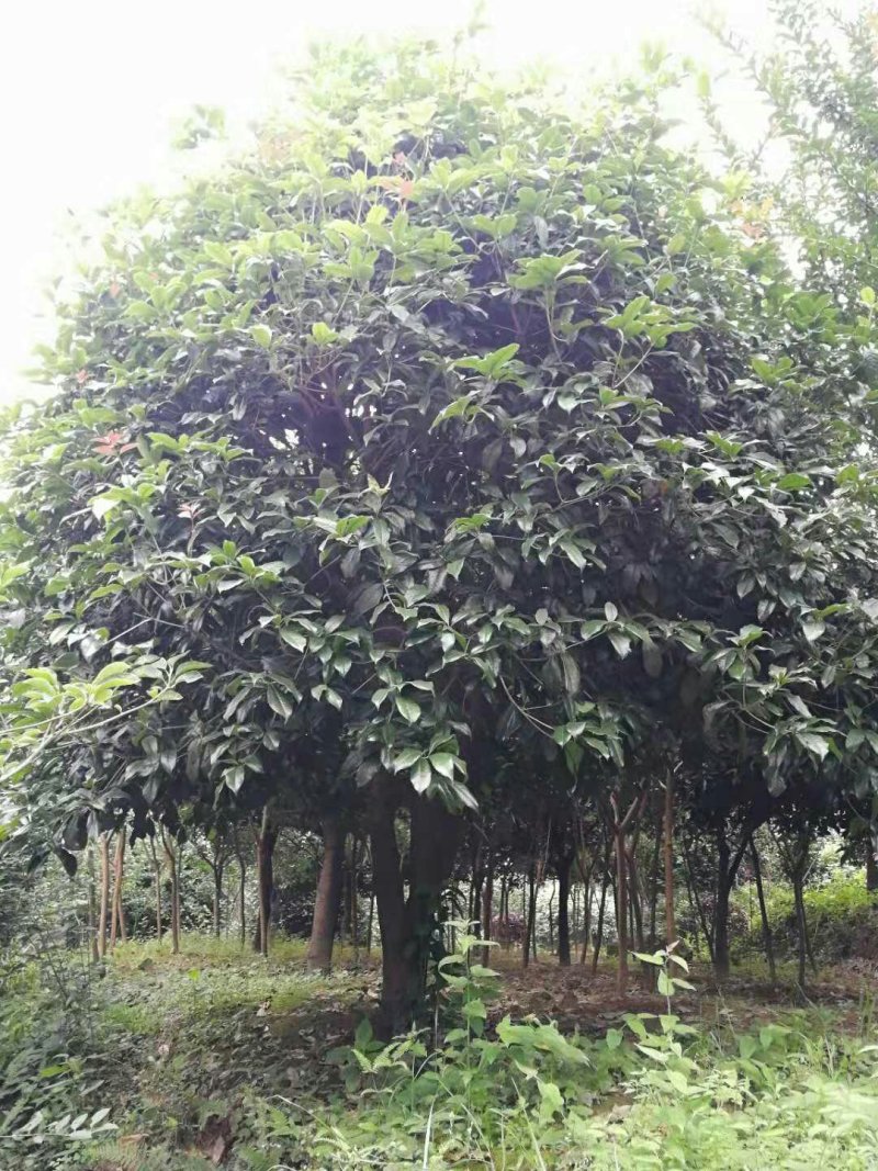 重庆市涪陵区天睿生态农场诚邀投资人
