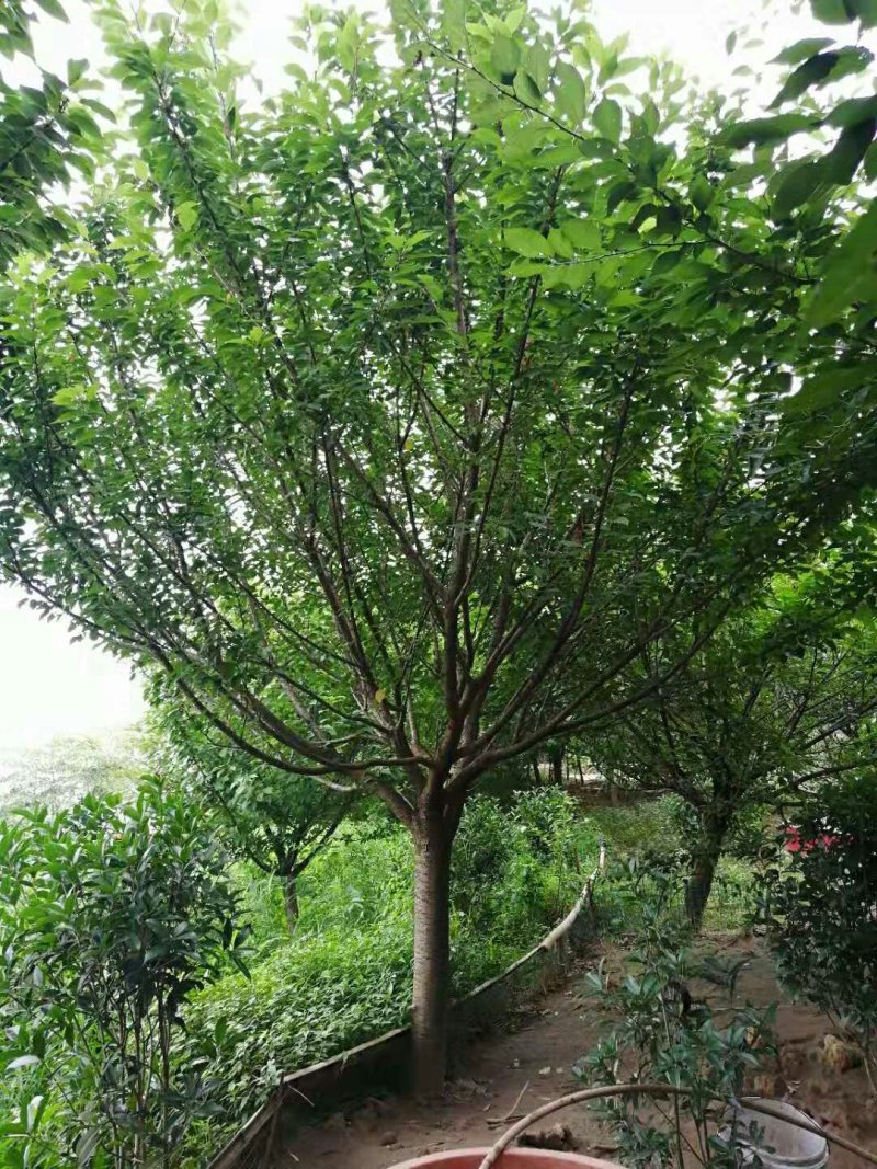 重庆市涪陵区天睿生态农场诚邀投资人