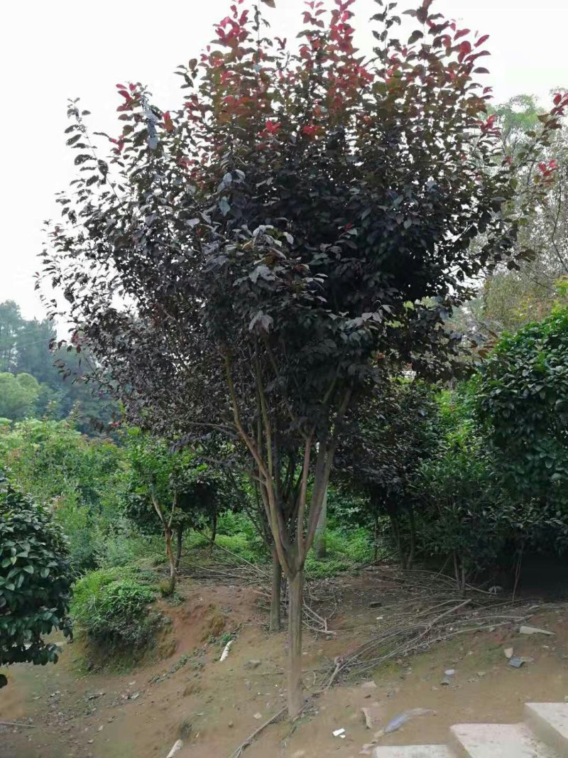 重庆市涪陵区天睿生态农场诚邀投资人