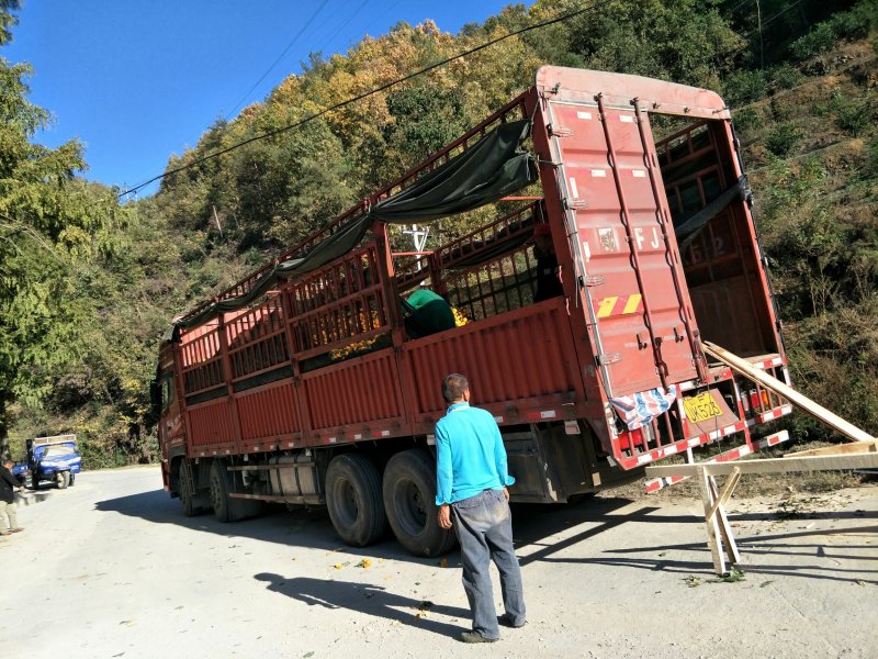 丹江口蜜橘不同规格果园直采