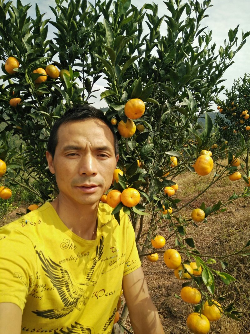 麻阳香桔、独家特供、高山顶上产地直发