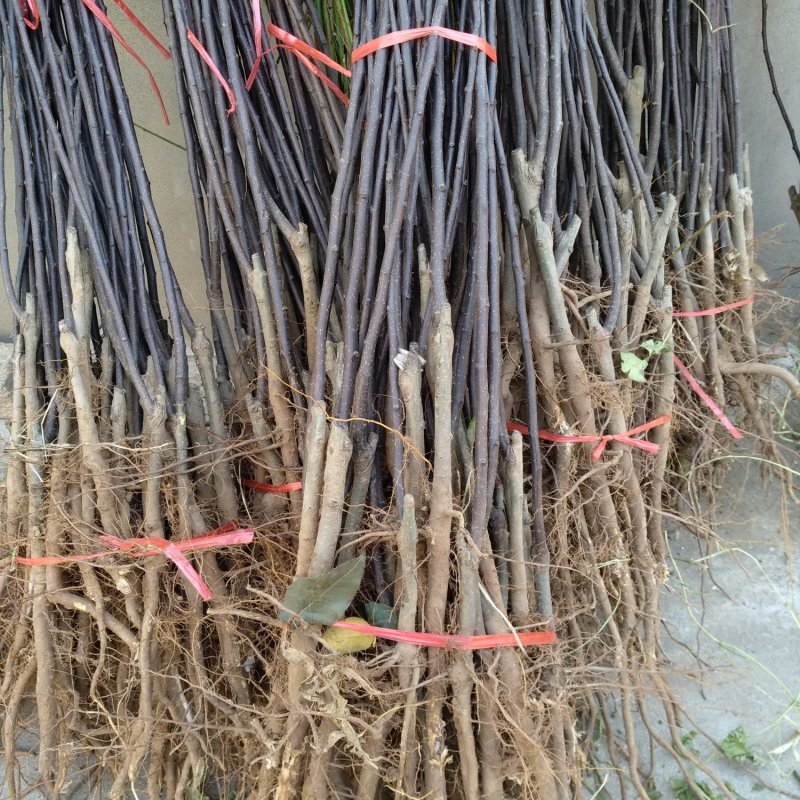 早酥红梨树，全红梨树一公分以上
