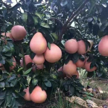 三红蜜柚，两公分粗，一米多高，可带土球，两年可挂果