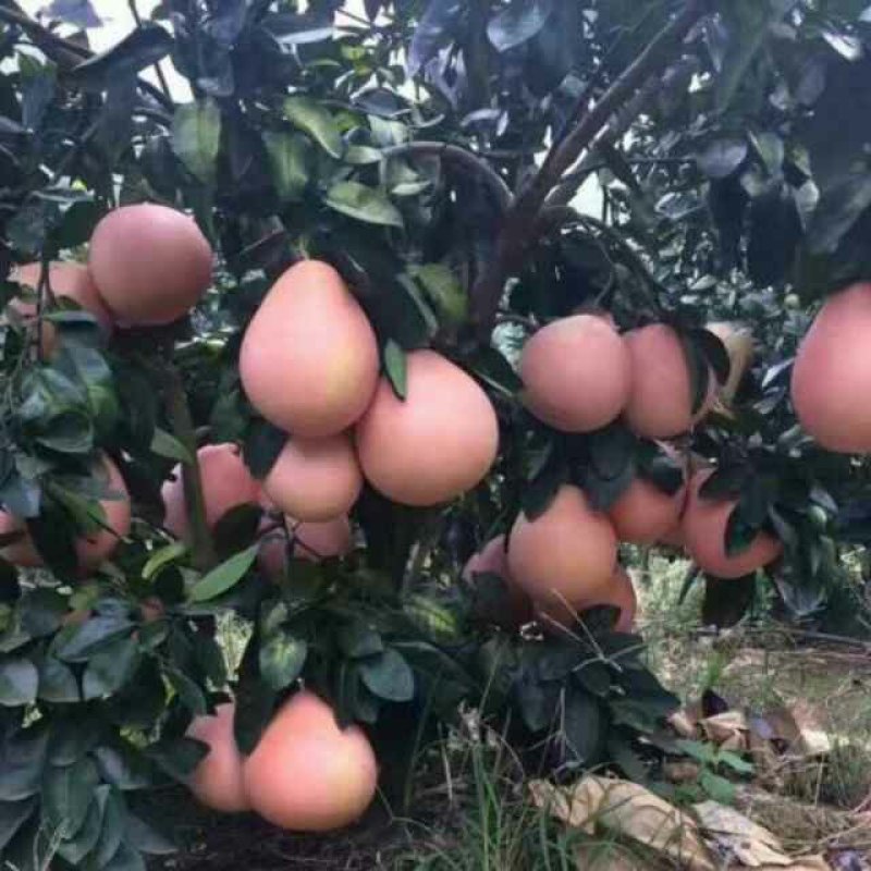 三红蜜柚，两公分粗，一米多高，可带土球，两年可挂果