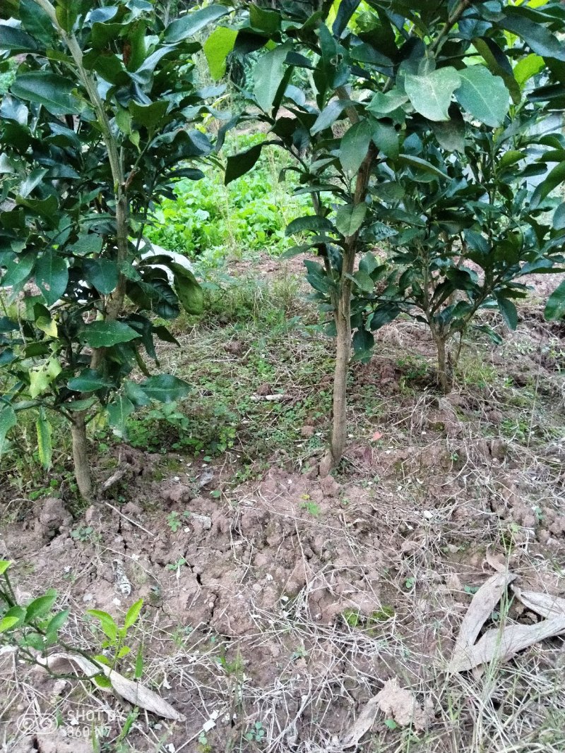 三红蜜柚，两公分粗，一米多高，可带土球，两年可挂果