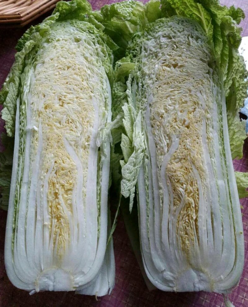 新乐白菜产地直供支持视频看货电商平台