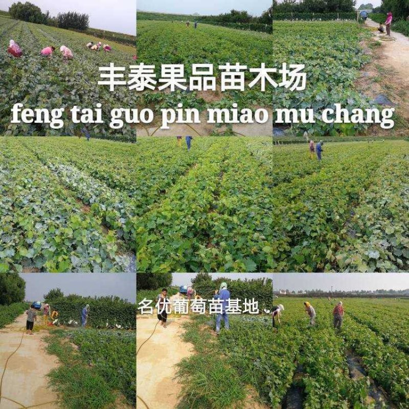 摩尔多瓦葡萄苗葡萄苗《丰泰苗木》质壮苗纯专业技术