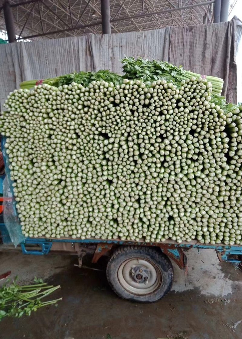 《精品》芹菜,大量上市中，产地发货，质量保证，欢迎选购