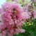 纯野花蜂蜜