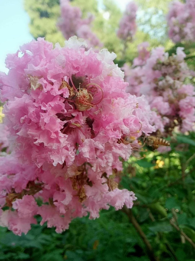 纯野花蜂蜜