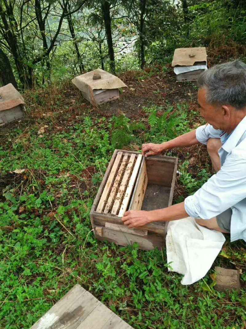 纯野花蜂蜜