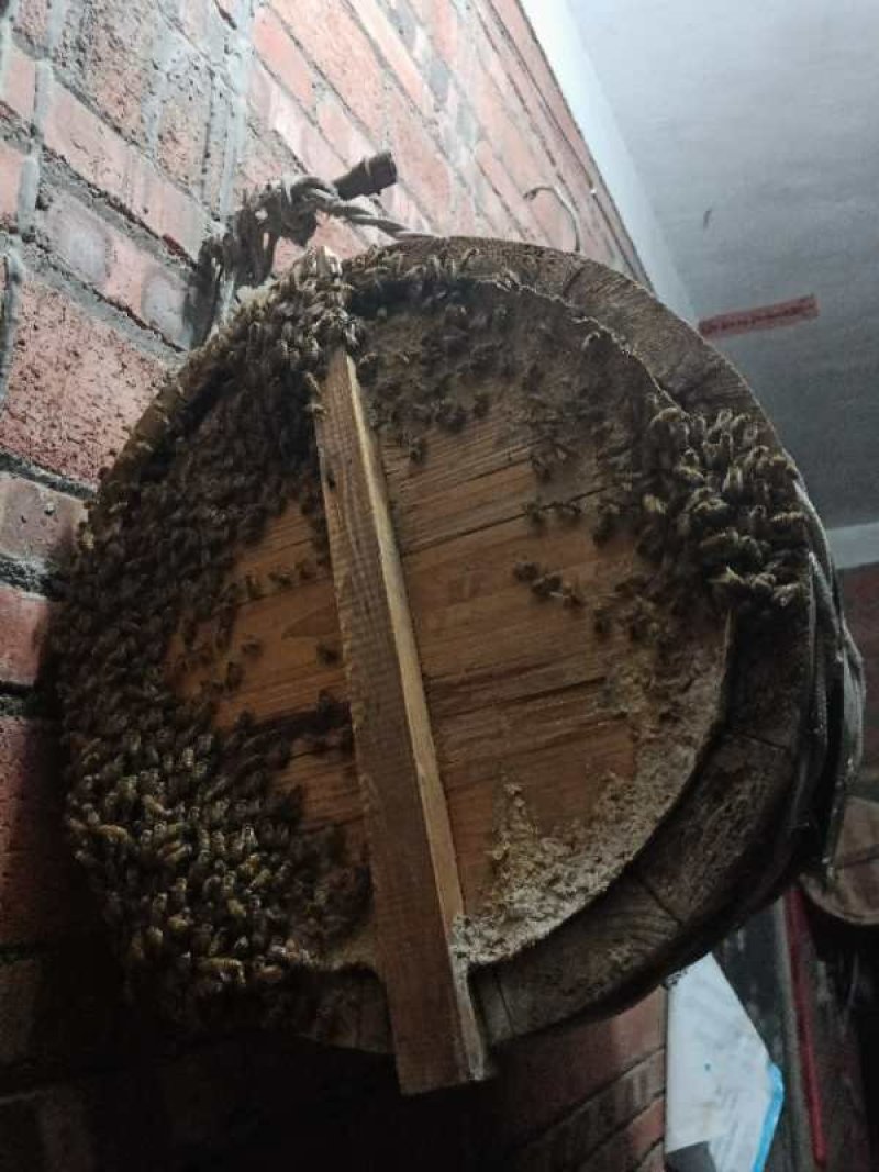 纯野花蜂蜜