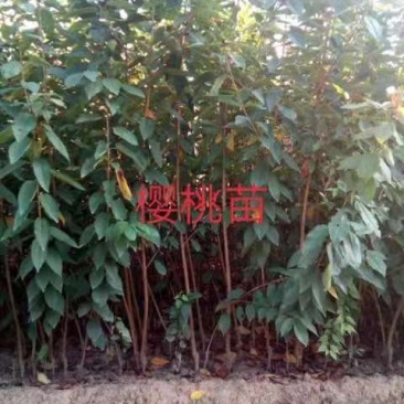 矮化大樱桃树嫁接的成品苗