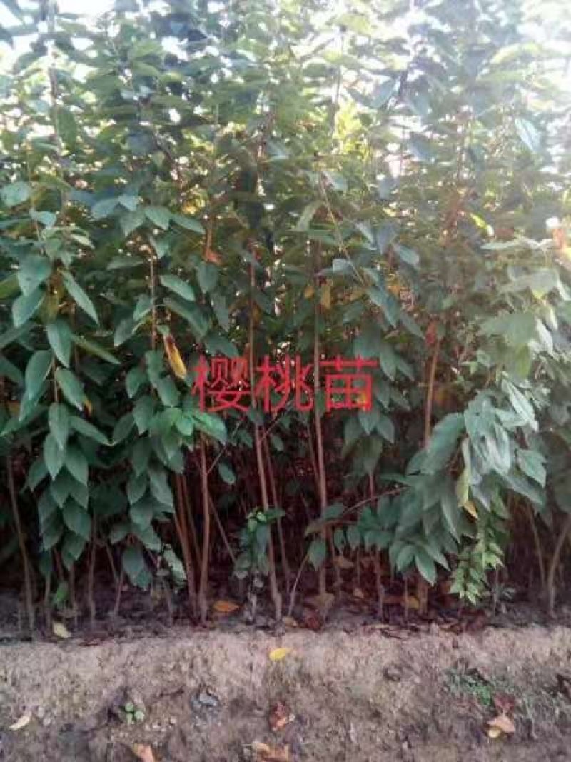 矮化大樱桃树嫁接的成品苗