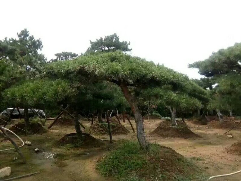 2米-3米造型油松，量大欢迎选购