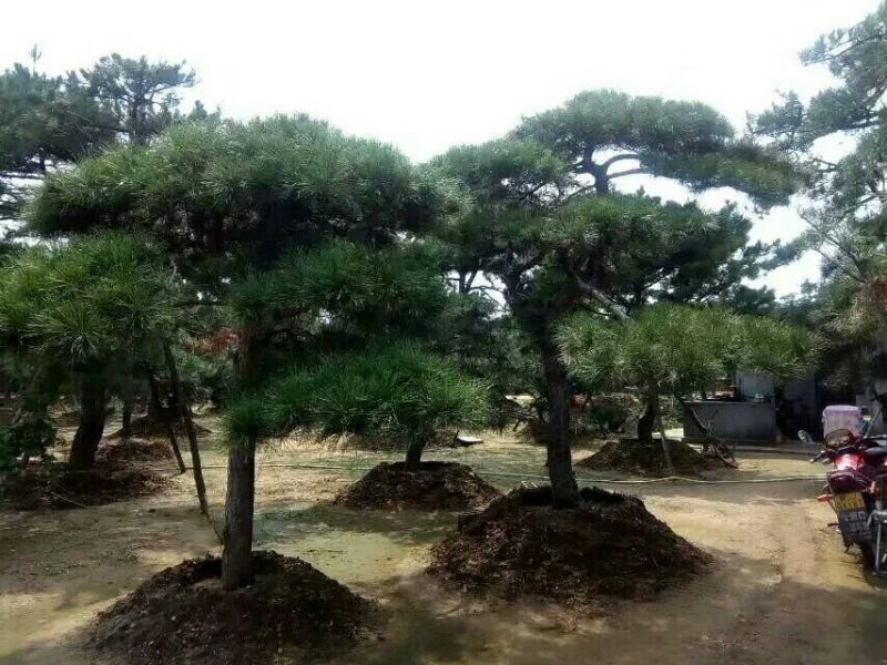 2米-3米造型油松，量大欢迎选购