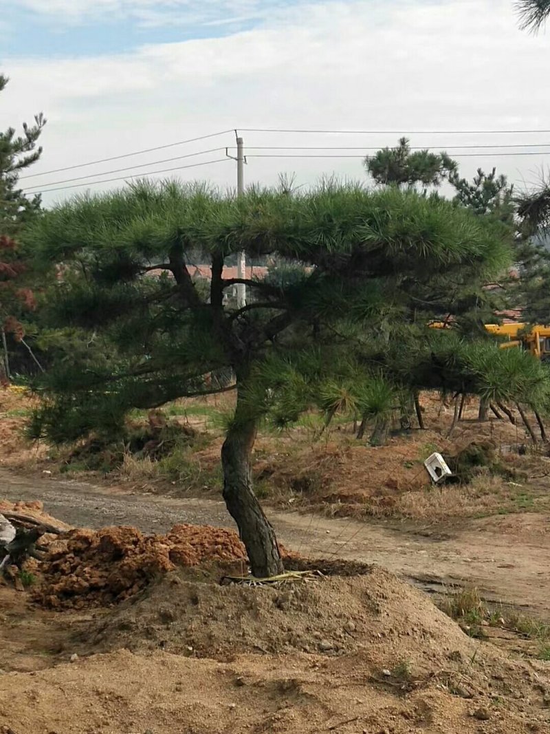2米-3米造型油松，量大欢迎选购