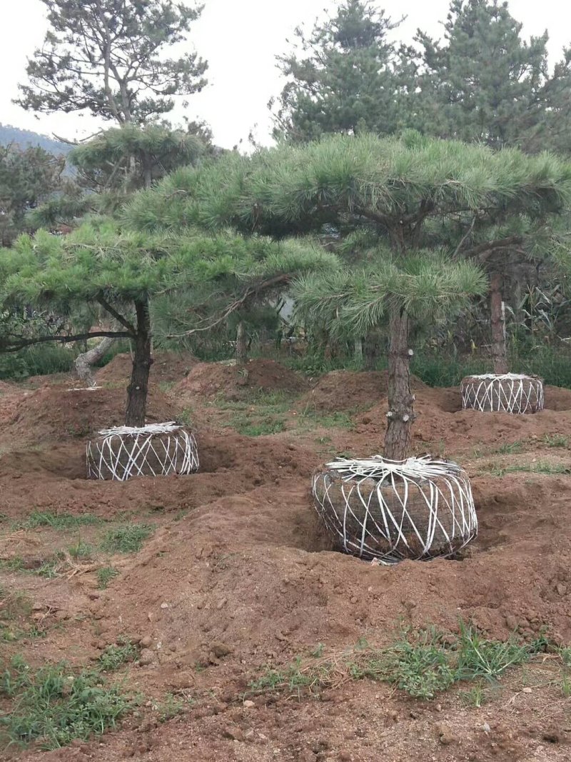 2米-3米造型油松，量大欢迎选购