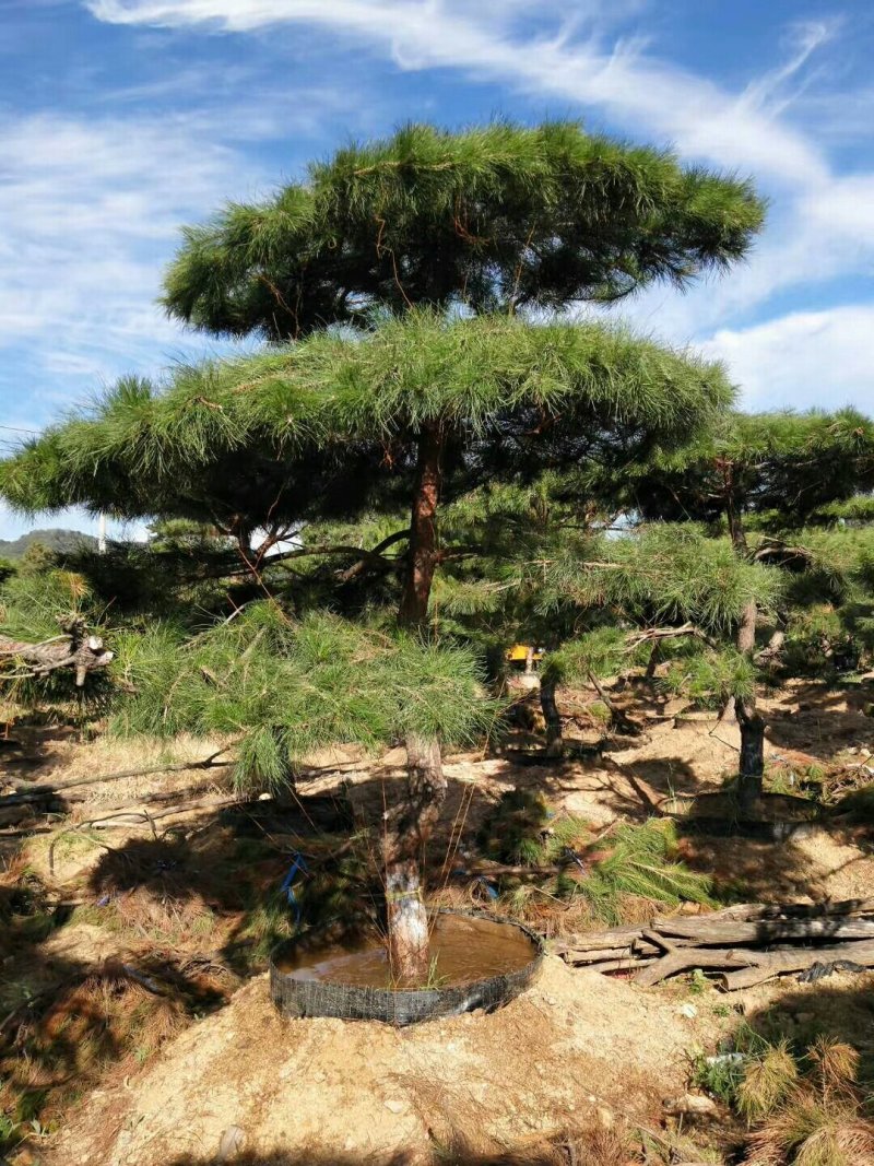 2米-3米造型油松，量大欢迎选购