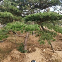 2米-3米造型油松，量大欢迎选购