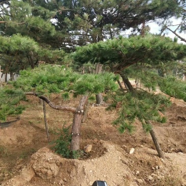 2米-3米造型油松，量大欢迎选购