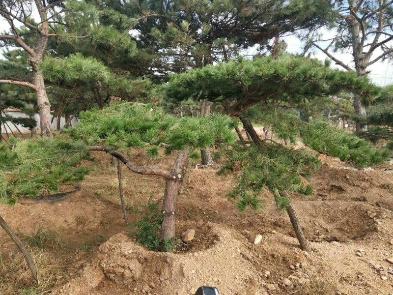 2米-3米造型油松，量大欢迎选购