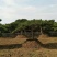 2米-3米造型油松，量大欢迎选购