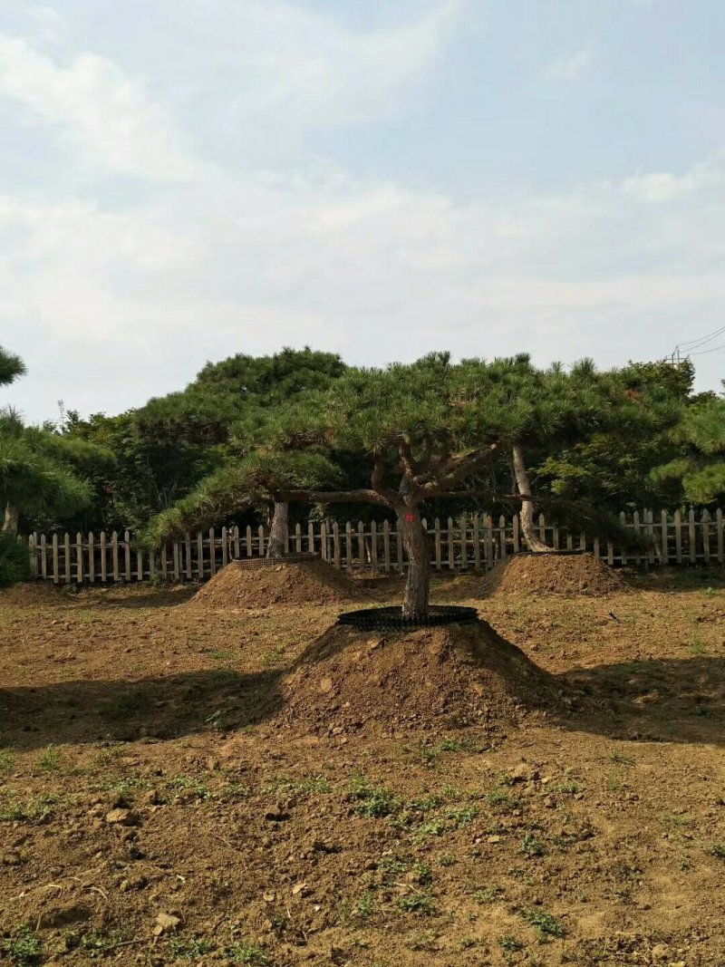 2米-3米造型油松，量大欢迎选购