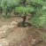 2米-3米造型油松，量大欢迎选购