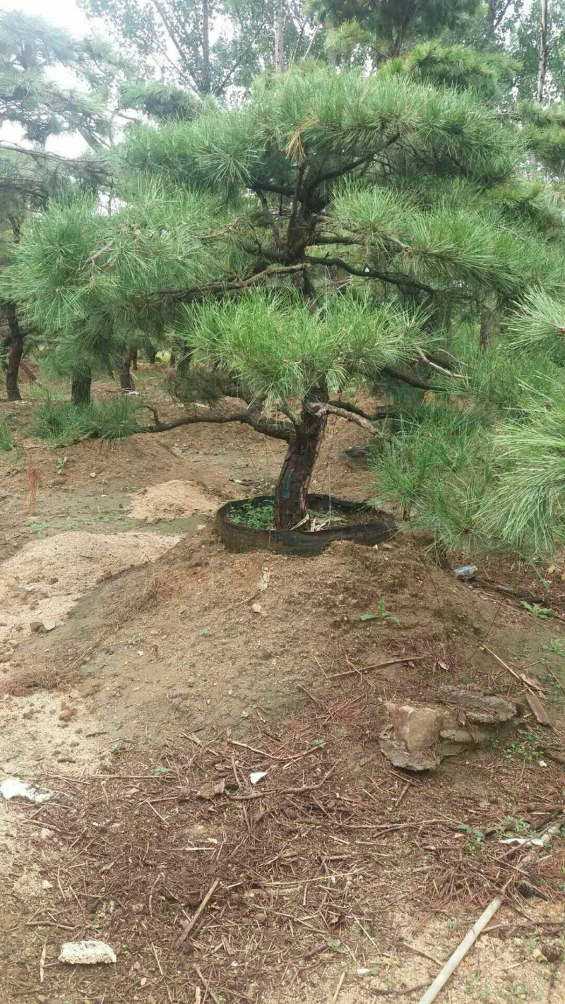 2米-3米造型油松，量大欢迎选购