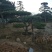 2米-3米造型油松，量大欢迎选购