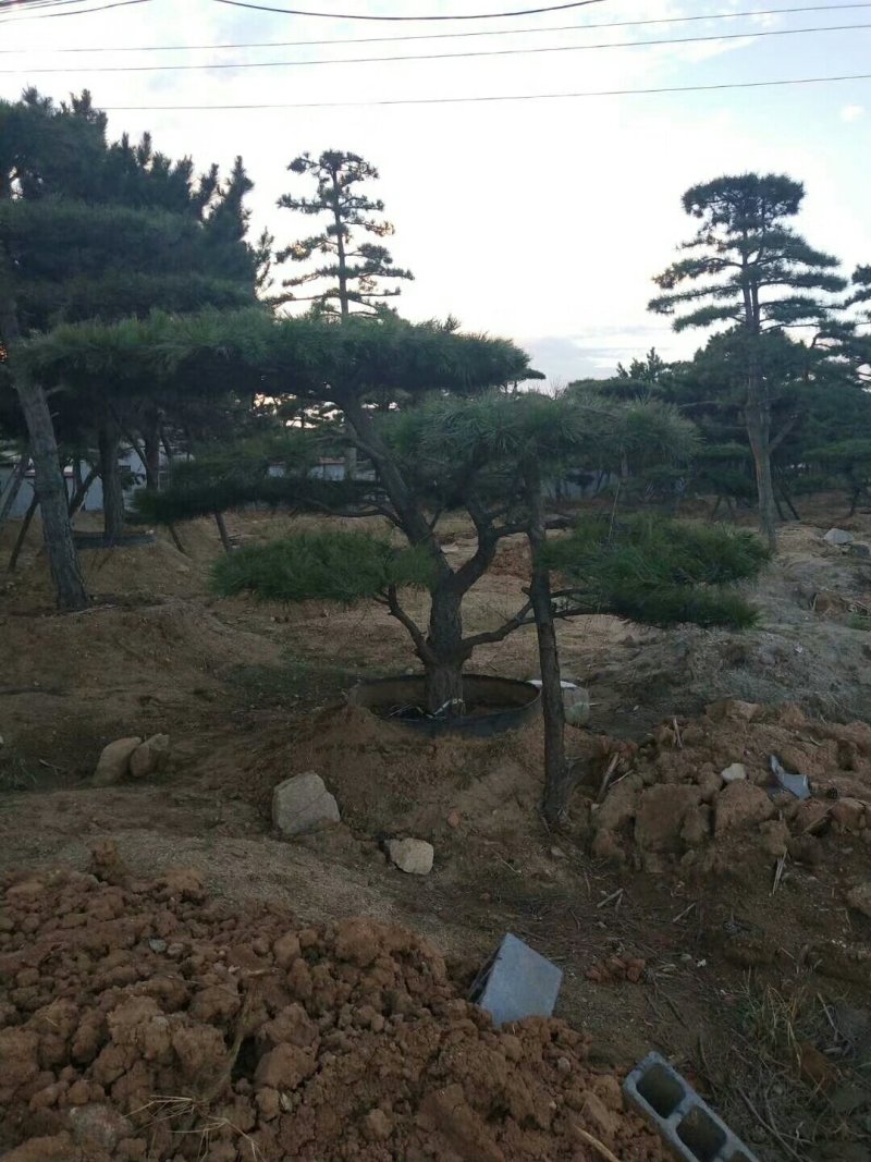 2米-3米造型油松，量大欢迎选购