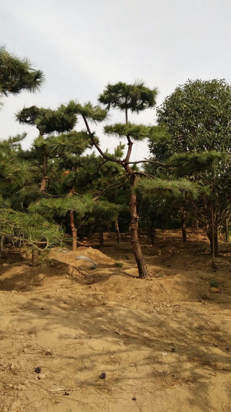 2米-3米造型油松，量大欢迎选购