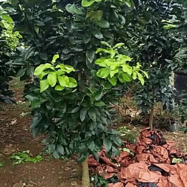 三红蜜柚结果树