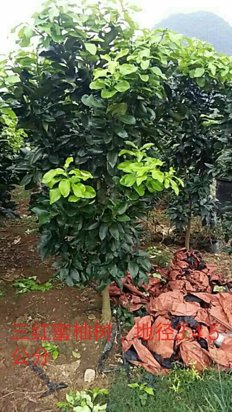 三红蜜柚结果树