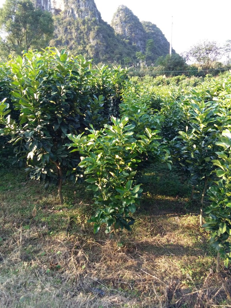 三红蜜柚结果树