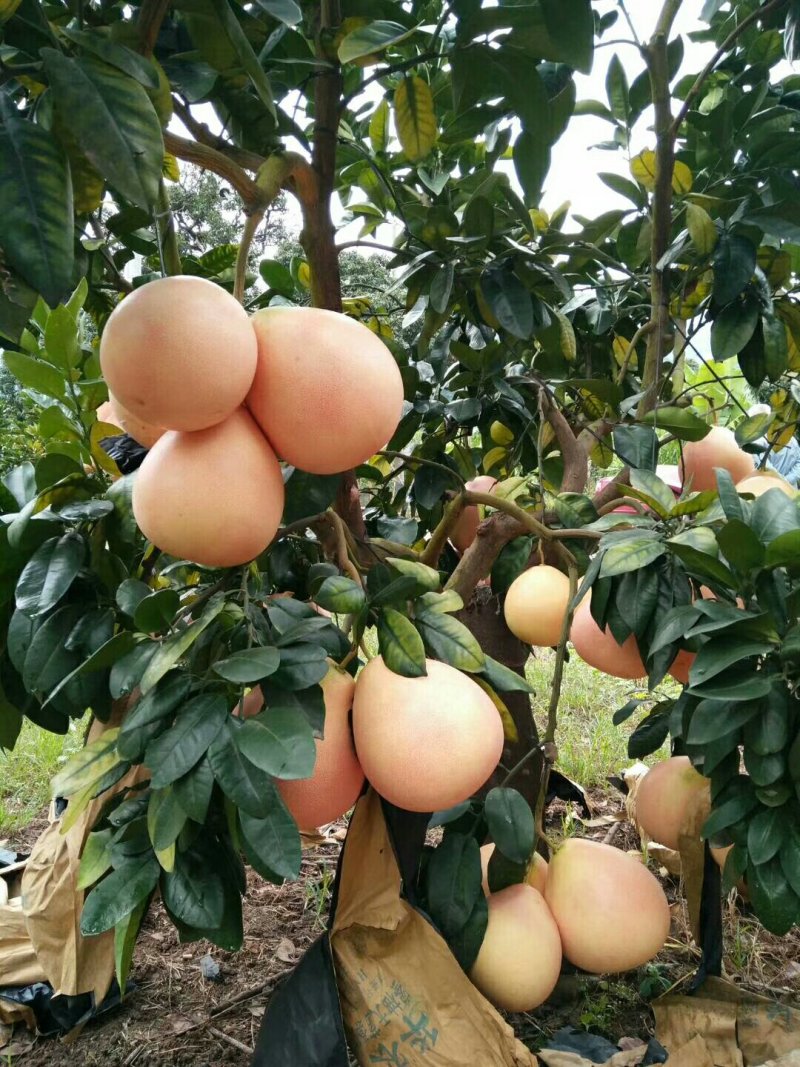 三红蜜柚结果树