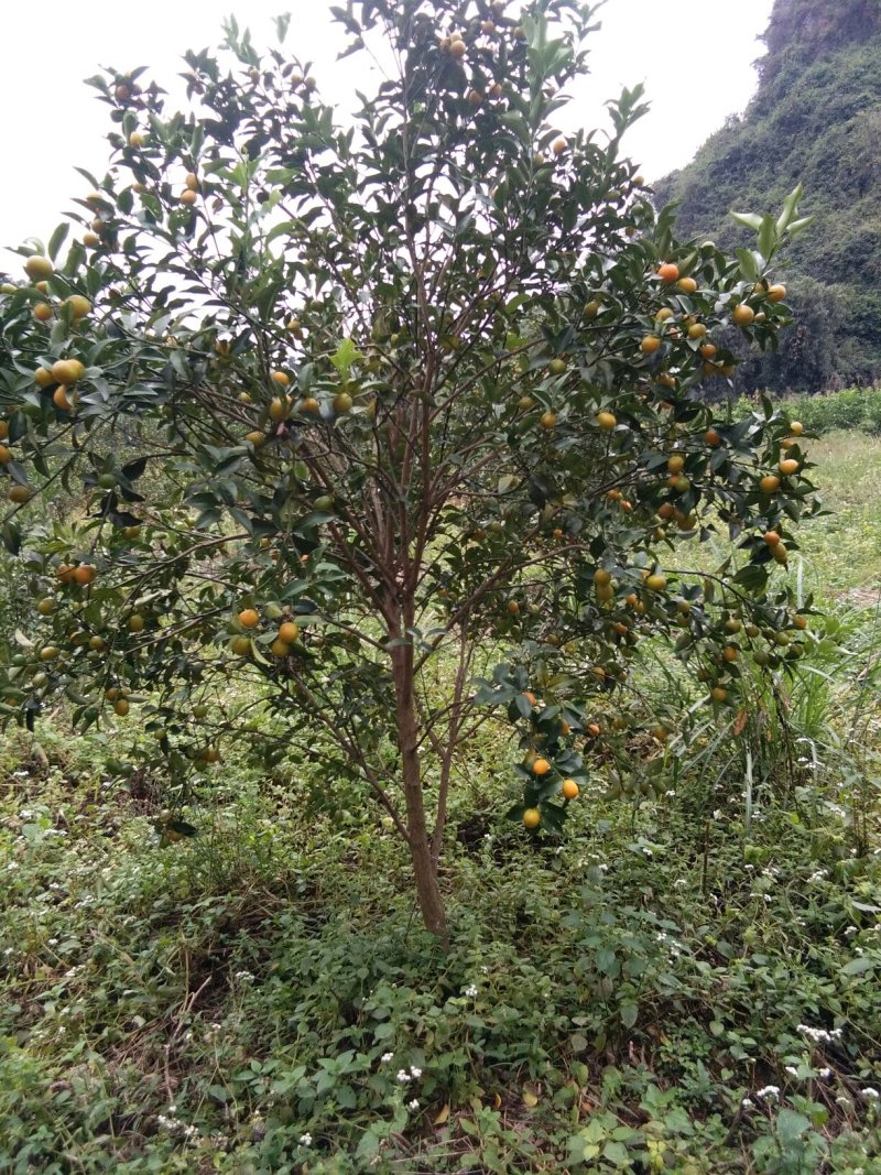 金桔树，阳朔金桔，金桔盆景