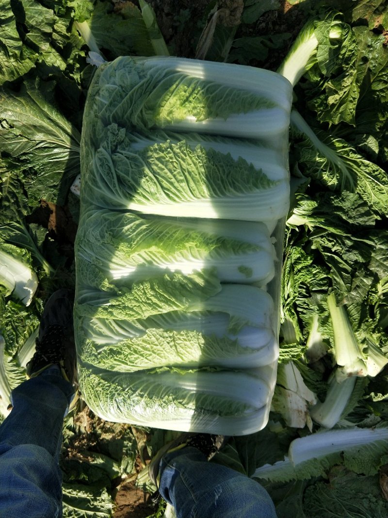 大白菜北京三号，净菜，袋装，散装，毛菜4~6斤