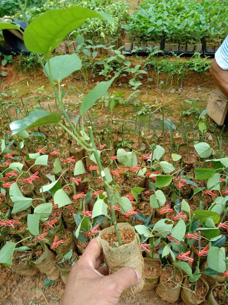 正宗绿色荔枝味百香果嫁接苗