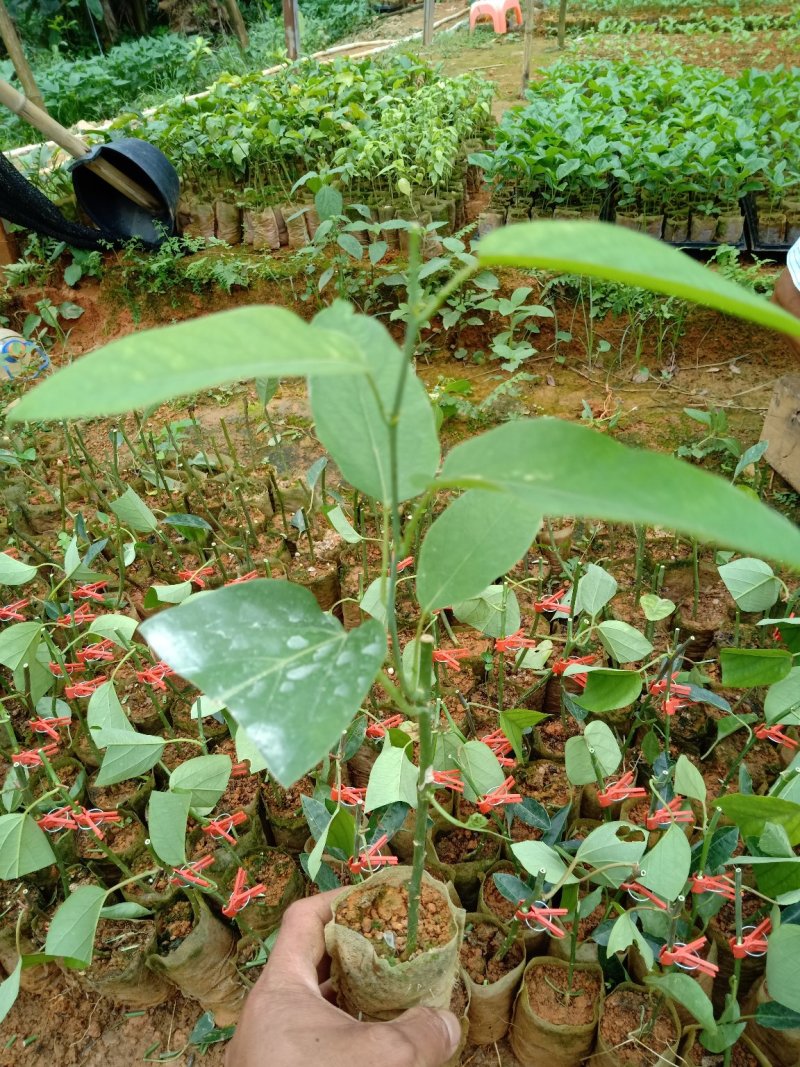 正宗绿色荔枝味百香果嫁接苗